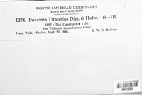 Puccinia tithoniae image